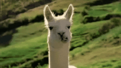 Llama GIF