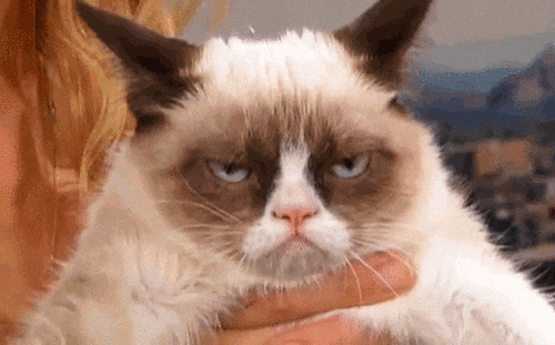 Cat Animation